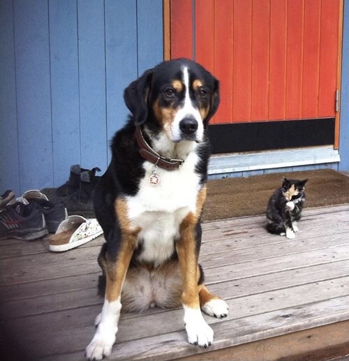 A calm tricolour dog sitting on a wooden porch alongside a small kitten — companions, not competitors.